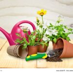 Guía completa para eliminar las malas hierbas del jardín de forma efectiva