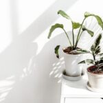 Cómo trasplantar correctamente las plantas de interior
